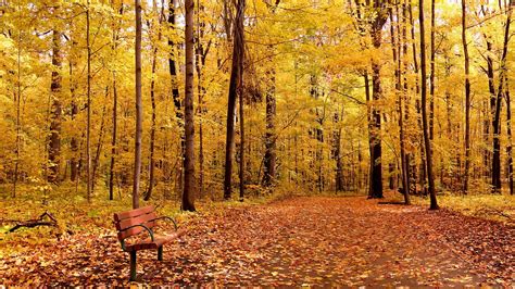 Nature Trees Forest Branch Leaves Fall Bench Path Wood