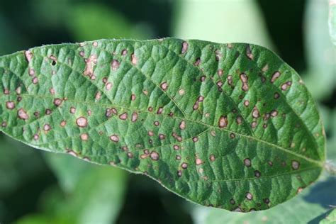 Frogeye Leaf Spot Soybean Disease Soybean Research And Information