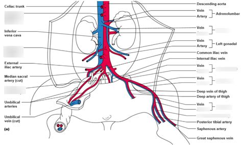 Pig Diagram Arteries In Abdomen And Hind Limb Diagram Quizlet
