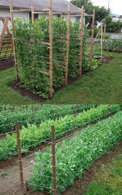 15 Easy Attractive DIY Cucumber Trellis Ideas On How To Build