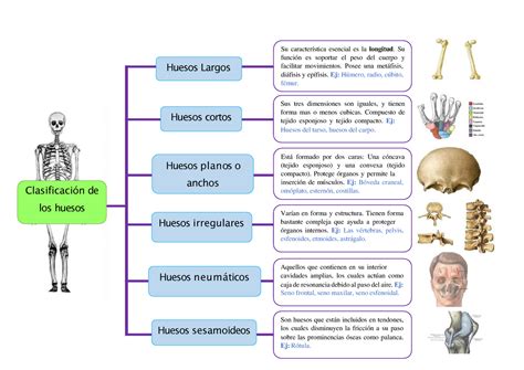 Analisis Integral Del Movimiento Humano Sistema Oseo Anatomia Y Images