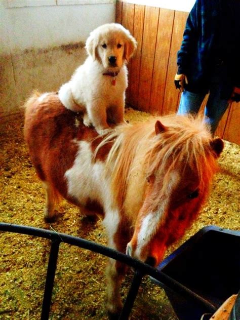 10 Impawsibly Cute Dogs Ride Horses And It Is Mutherpuppin