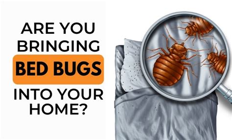 7 Common Ways Bed Bugs Can Get In Your Home