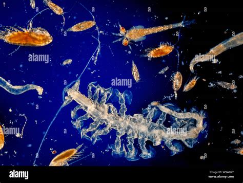 Zooplankton Hi Res Stock Photography And Images Alamy
