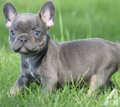 Lilac french bulldogs are one of the most rare and stunningly beautiful dogs in the world in my opinion. Things To Know Before Purchase A French Bulldog Puppy