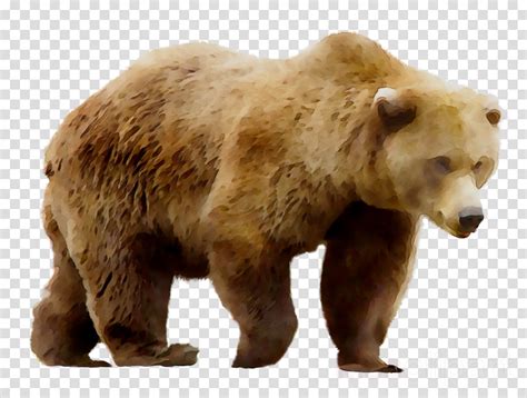 Real Bear Clipart 10 Free Cliparts Download Images On Clipground 2022