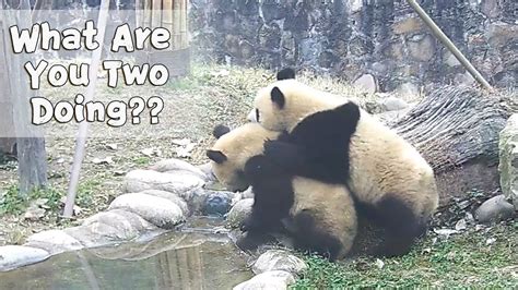 Clingy Baby Pandas Bother Each Other Ipanda Youtube