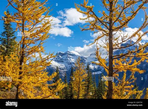 Golden Larch Trees With Rugged Canadian Rockies In Larch Valley In