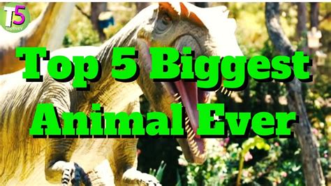 Top 5 Biggest Animals In The World Top Largest Creature On Earth