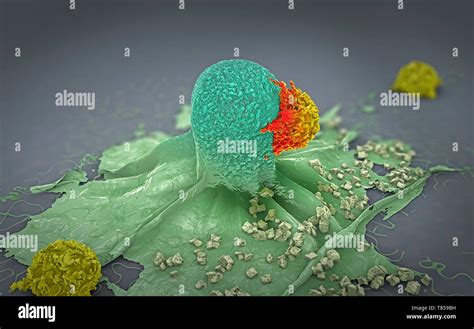 Lymphocytes Attacking Cancer Cells Illustration Stock Photo Alamy