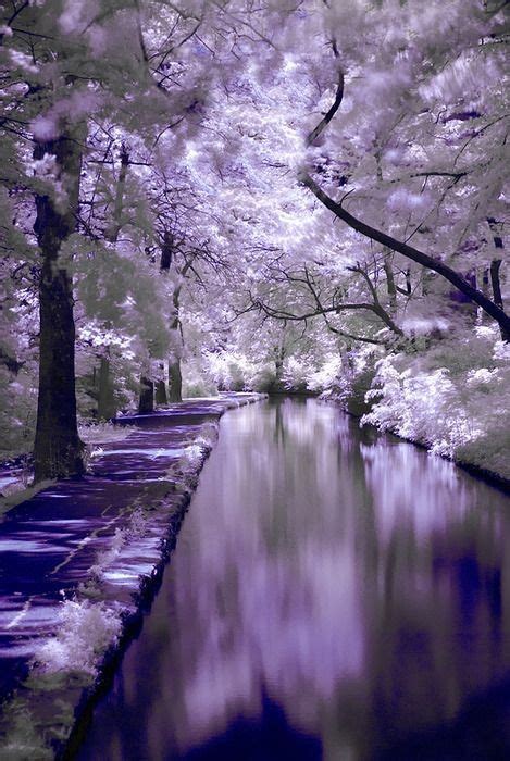 Lilac Forestbeautiful I Want To Find Where This Is And Visit