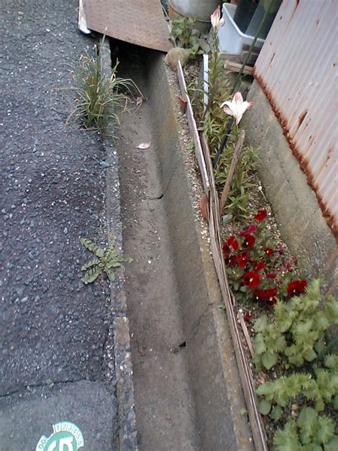 Sebagai lembah gunung lakaan, fulan fehan malah seperti padang rumput di inggris atau australia. Hamamatsu Now: Longkang Hamamatsu :)