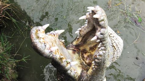 Crocodile Attack 04 Crocodile Vs Human Youtube