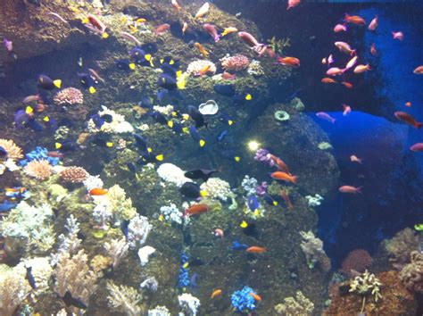 Goodness To Share Sea Aquarium Marine Life Park Singapore