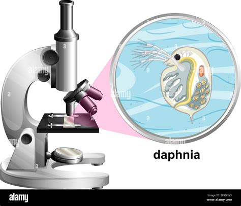 Microscope With Anatomy Structure Of Daphnia On White Background