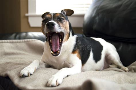 Jack Russell Terrier Dog Yawning Funny On A Beige Blanket Abstract With