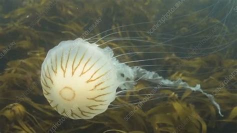 Compass Jellyfish Stock Video Clip K0073338 Science Photo Library