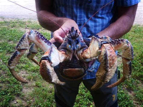 Christmas island and its crabs. Christmas Island: Coconut Crabs