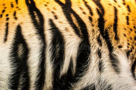 Tiger Furs Background Stock Photo Image Of Panthera 52606122