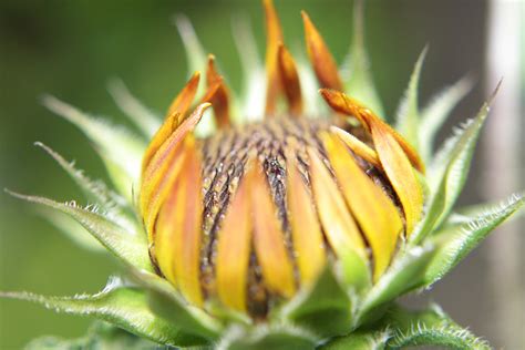 Sunflower Bud Free Photo Download Freeimages