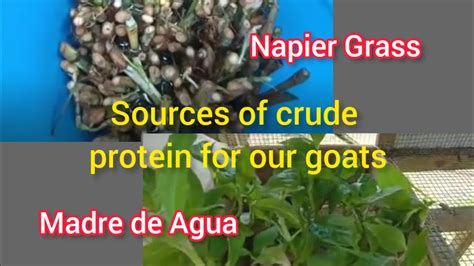 Planting Madre De Agua And Napier Grass For Our Goats Pinlan Farm