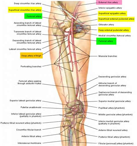 Femoral Artery Common Superficial Deep Location Function