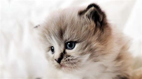 The ragamuffin is a breed of domestic cat which first made its appearance in 1994. Ragamuffin cat - Price, Personality, Lifespan