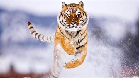Tiger Tiger Cute Animals Snow Hd Wallpaper Wallpaper Flare
