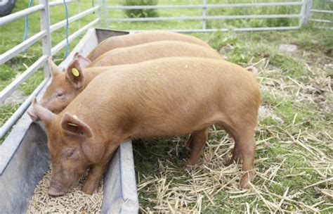 Комбікорм для свиней види склад норми споживання як годувати