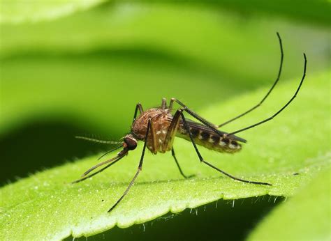 Asian Tiger Mosquito Has Established Itself In Illinois •