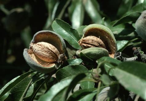 How To Grow Almonds Hunker