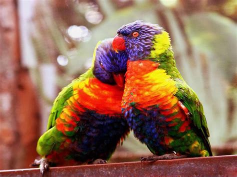 Incredible Pictures Love Birds High Resolution