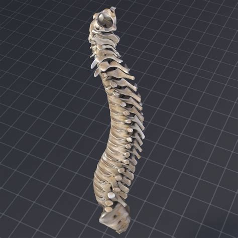 Human Spinal Cord Anatomy 3d Model Max Obj 3ds Fbx C4d Lwo Lw