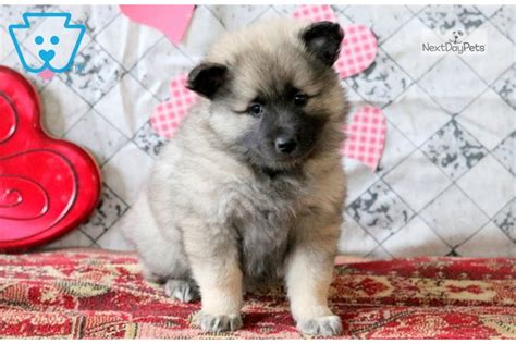 Kitty Keeshond Puppy For Sale Near Lancaster Pennsylvania 6fc96287