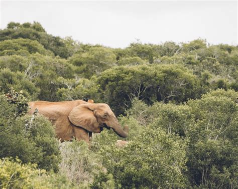 Visiting A Game Reserve In South Africa Addo Elephant National Park
