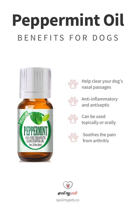 The Best Essential Oils For Dogs And How To Use Them Essential Oils