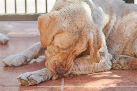 8 Reasons Why Dogs Keeps Licking Chewing And Biting Their Paws The
