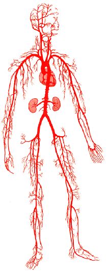 Blood Vessel Anatomy