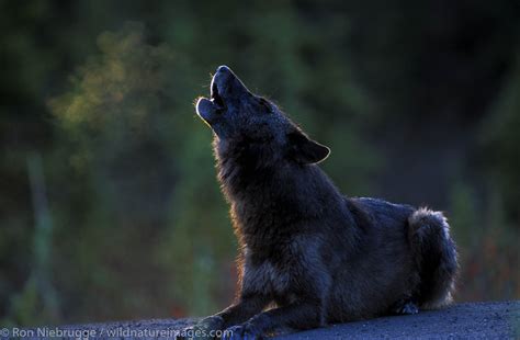 Howling Wolf At Sunrise Denali National Park Alaska Photos By Ron