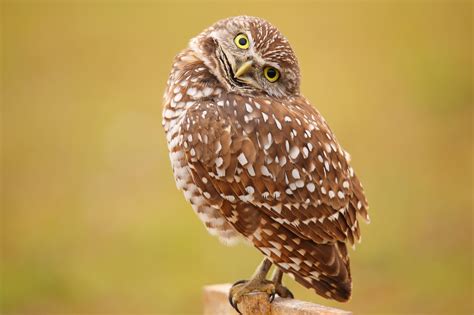 Burrowing Owl Named Abas 2022 Bird Of The Year Birdwatching
