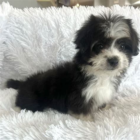 Havanese Puppy For Sale Heavenly Puppies