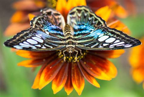 Butterfly Macro Photography By Dan Anderson Macro Photography Photo
