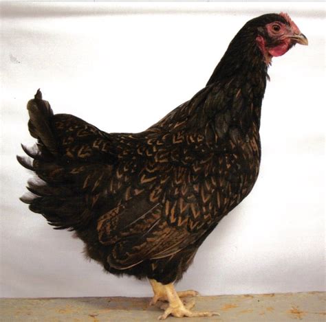 Barnvelder2hen What A Beauty Rare Chicken Breeds Hen Chicken