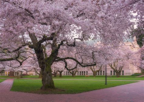Where To View Cherry Blossoms In Seattle