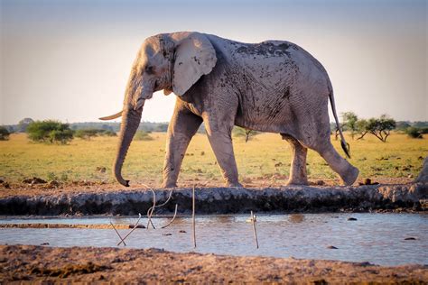 Grey Elephant Free Stock Photo - Public Domain Pictures