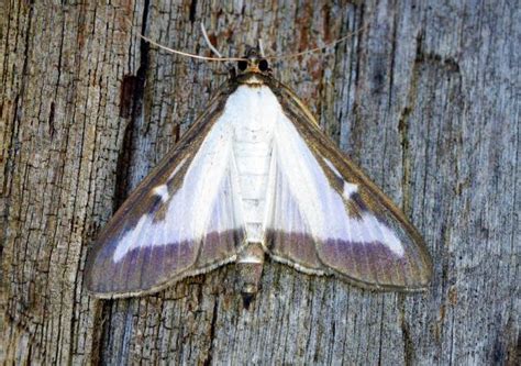 The glossy surface of the wings gives rise to this moth's english name. Identify a moth | Butterfly Conservation