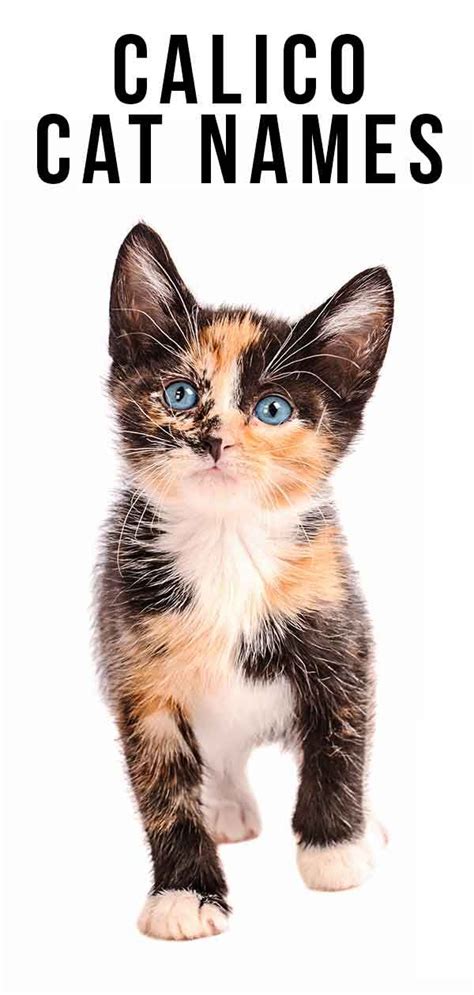 17 Cute Calico Cat Names Furry Kittens