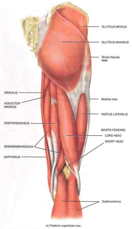 How To Heal A Pulled Hamstring Muscle