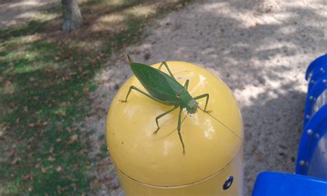 Murray And Candaces Adventures Giant Katydid