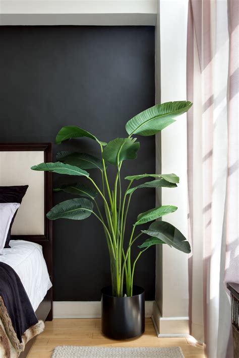 White bird of paradise is a gorgeous plant that many people want to grow in their homes and gardens. Bird of Paradise Plant Care | Apartment Therapy